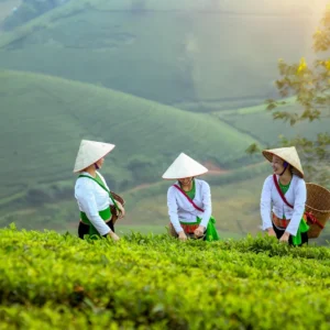 Beanovax tea garden